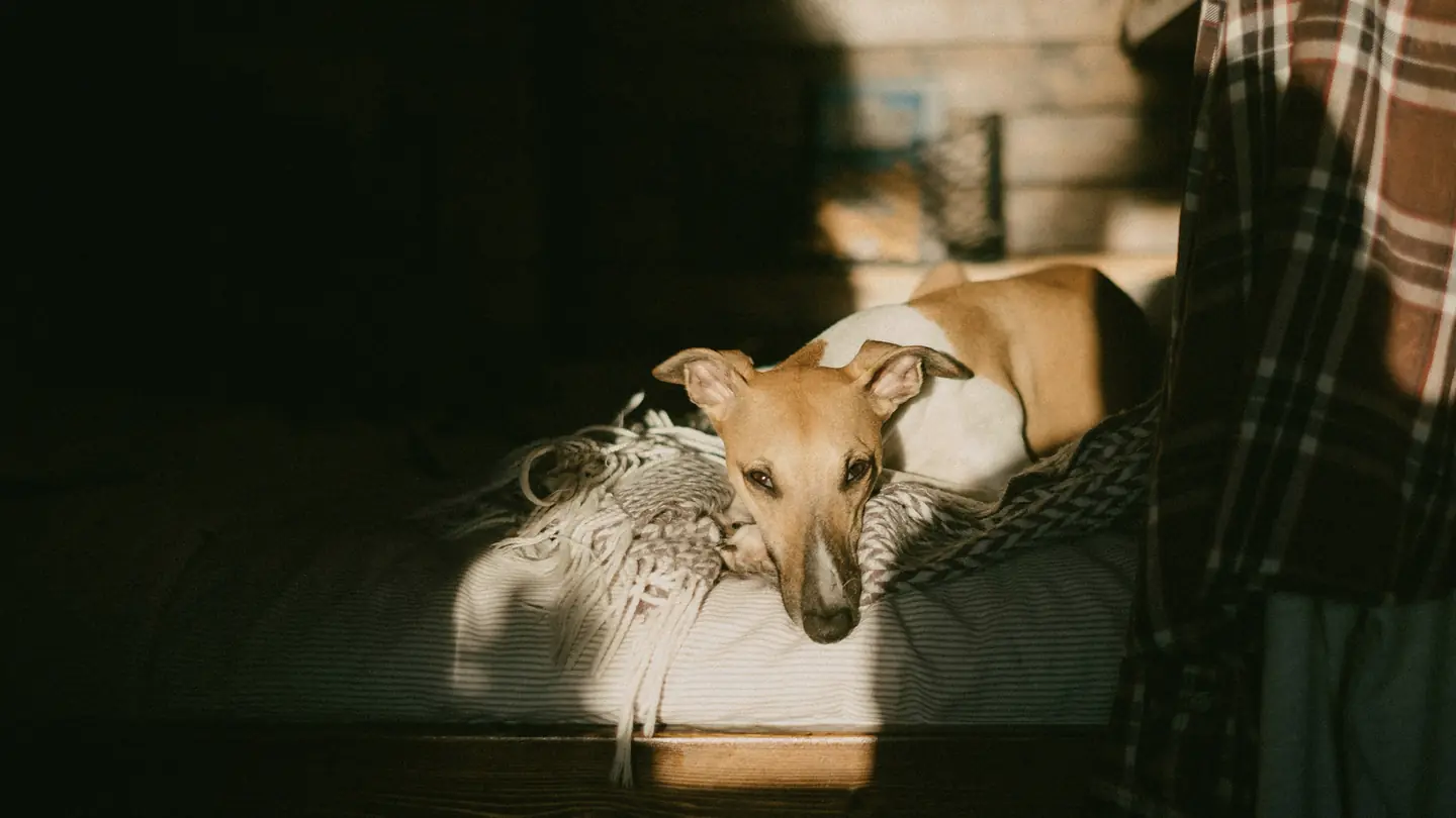 Cão a descansar numa cama, iluminado por um raio de sol ao fim da tarde.