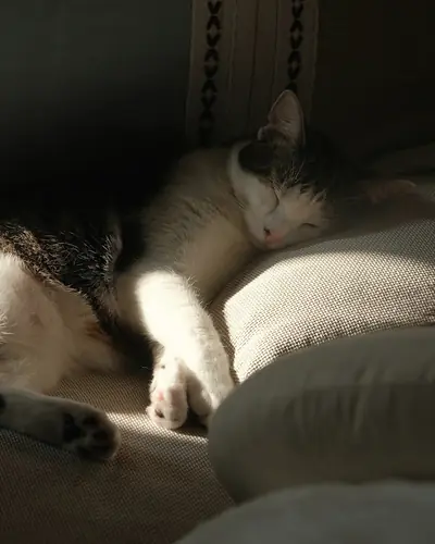 Gato a dormir numa almofada, com luz suave da janela.