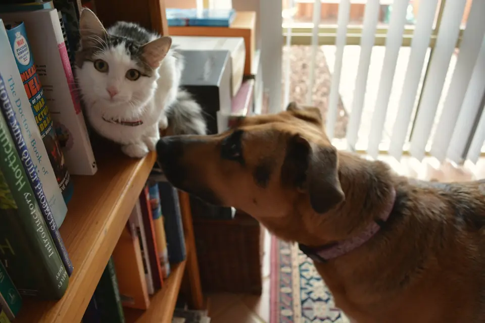 Um gato e um cão a cumprimentarem-se junto a uma estante.