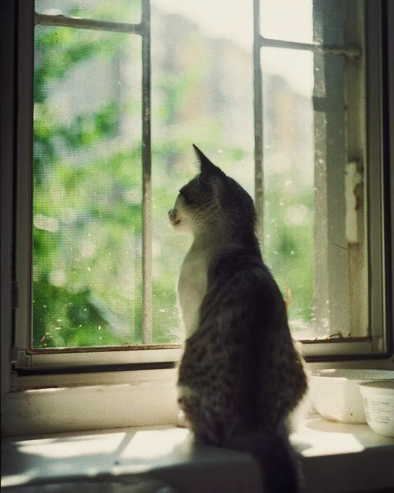 Gato sentado no parapeito, a olhar pela janela.
