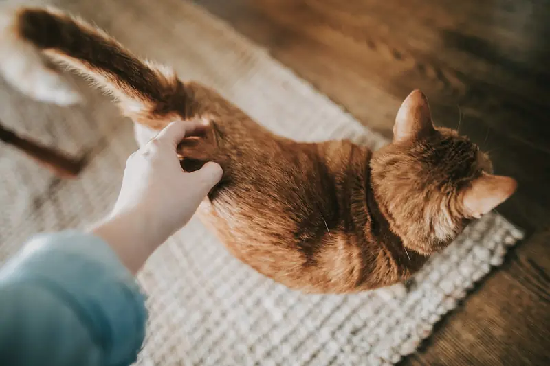 Mão a fazer festas a um gato laranja, deitado num tapete.