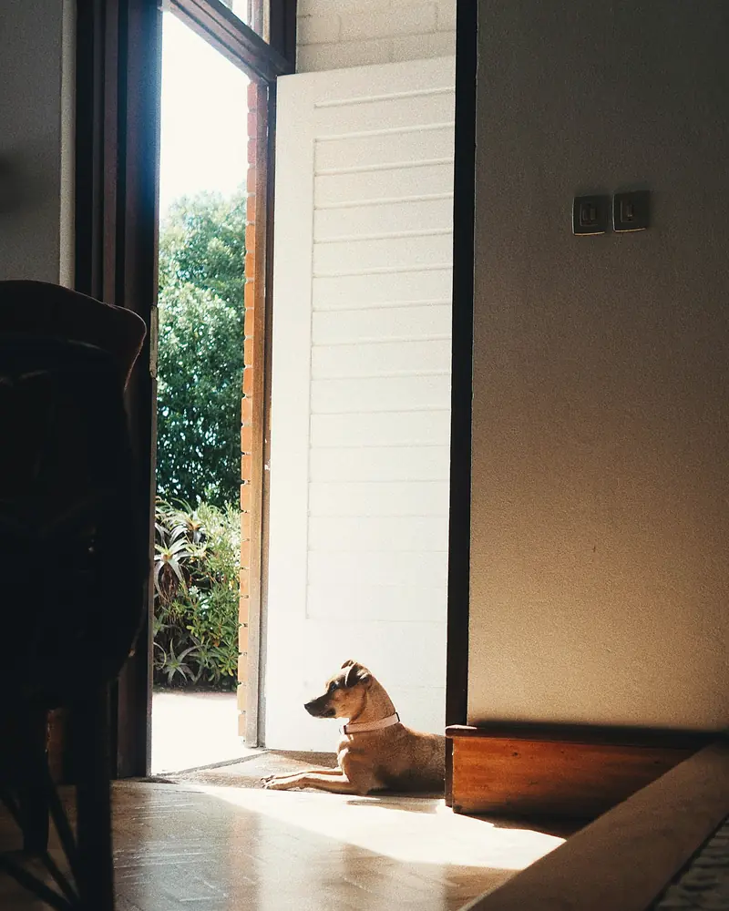 Cão deitado junto a uma porta aberta, ao sol.