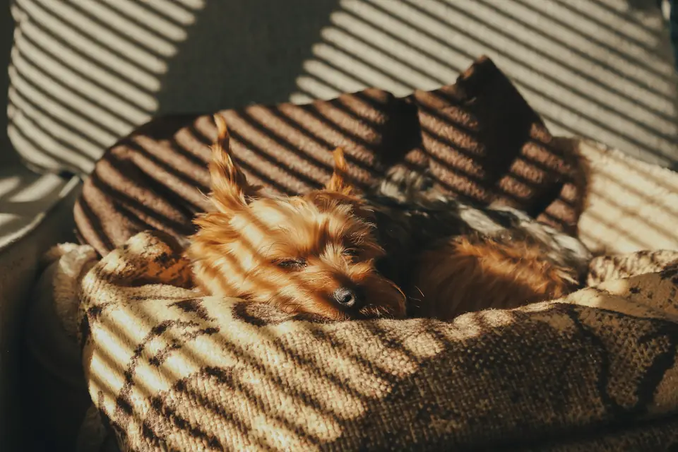 Pequeno cão a dormir numa cesta, com a luz da persiana a desenhar riscas.