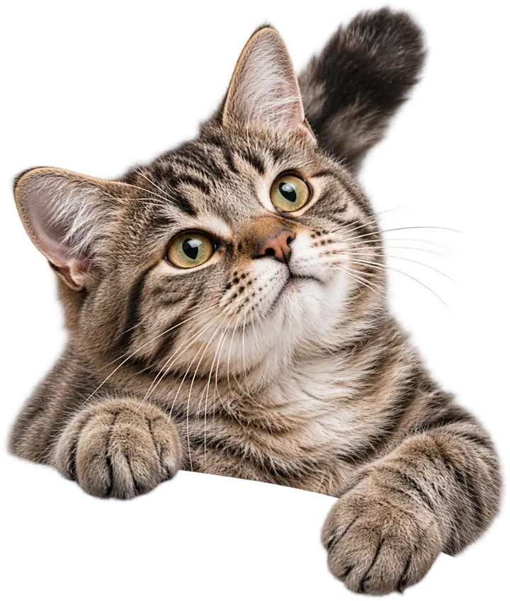 Gato tigrado a espreitar, de olhos postos no alto.