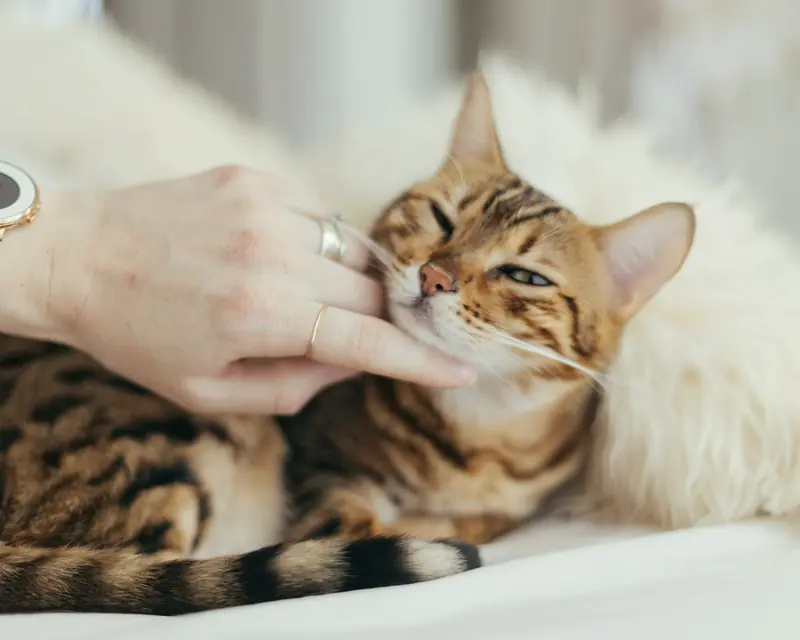 Mão a fazer festas no queixo de um gato malhado, deitado numa manta branca.