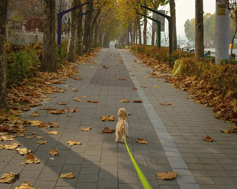 Passeio com trela numa avenida arborizada, com folhas de outono no chão.