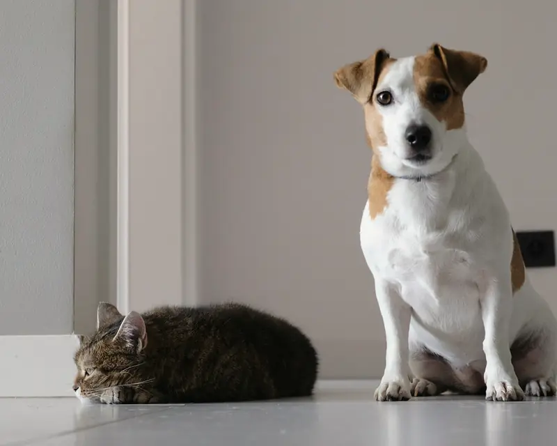 Um cão e um gato tranquilos, lado a lado, no chão de casa.