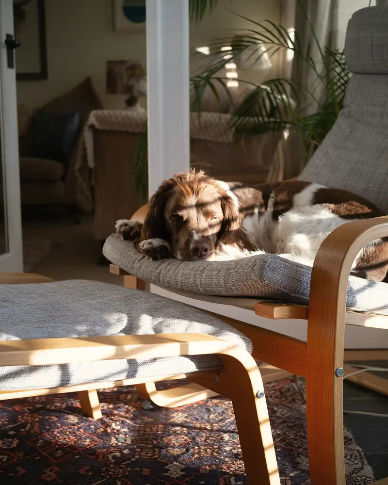 Cão a dormir numa poltrona, numa sala cheia de luz e plantas.
