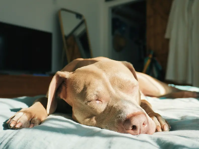Cão a dormir sobre uma cama, com luz da manhã.