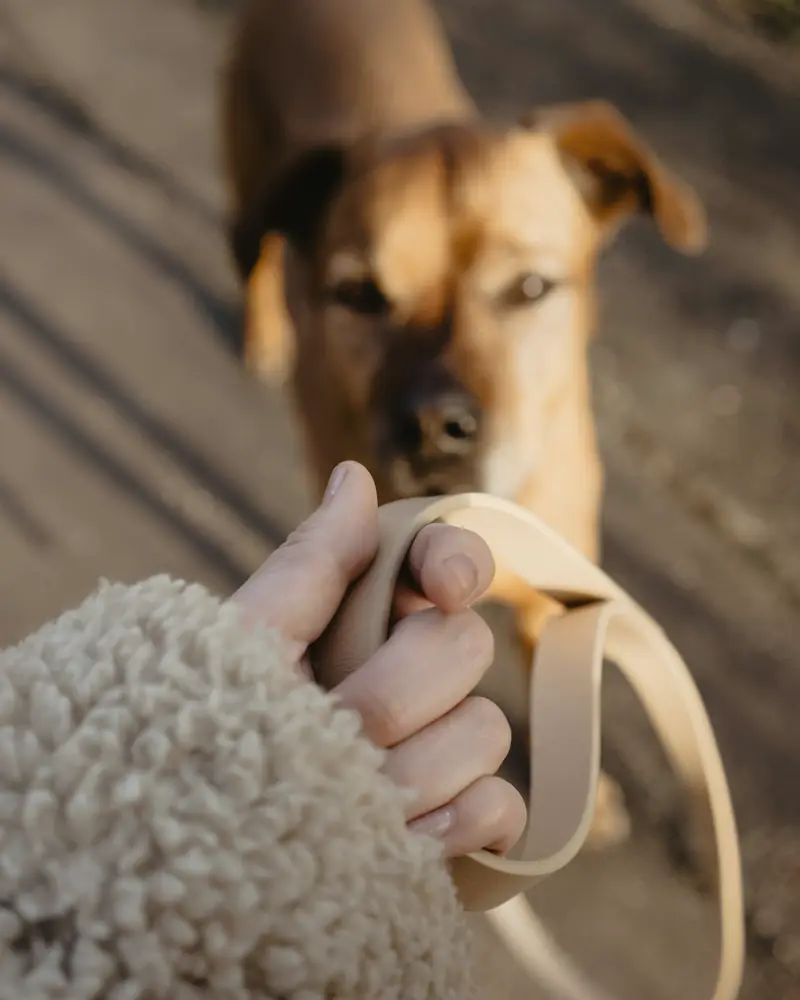 Mão a segurar a trela de um cão, no fim de um passeio.
